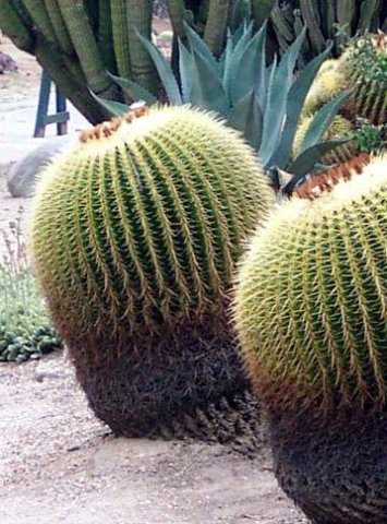 Echinocactus grussonii_3